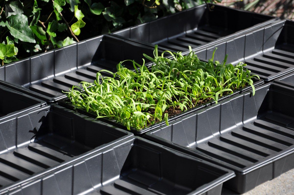 Royal Well Seed Tray zaaibakjes (set van 12 stuks)
